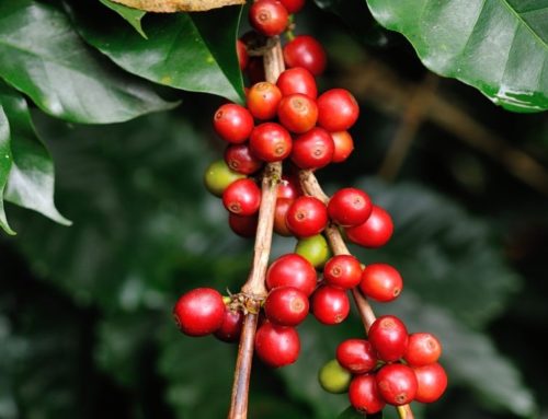 Coffee Processing Methods