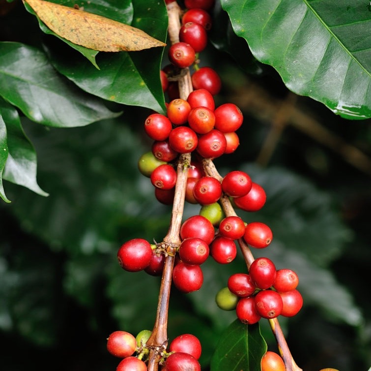 coffee beans on coffee tree