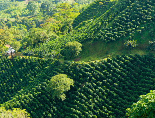 Coffee Farmers